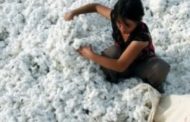 La Cina e gli schiavi del cotone