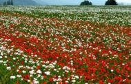 365 volte Europa. In Ungheria, nella terra del vino