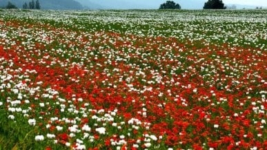 365 volte Europa. In Ungheria, nella terra del vino