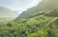 Ferrari, dalle bollicine di montagna ai rossi in Umbria il racconto di uno stile