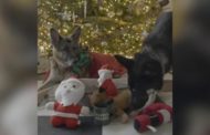 Biden fa gli auguri di Natale con un video dei suoi cani, Champ e Major
