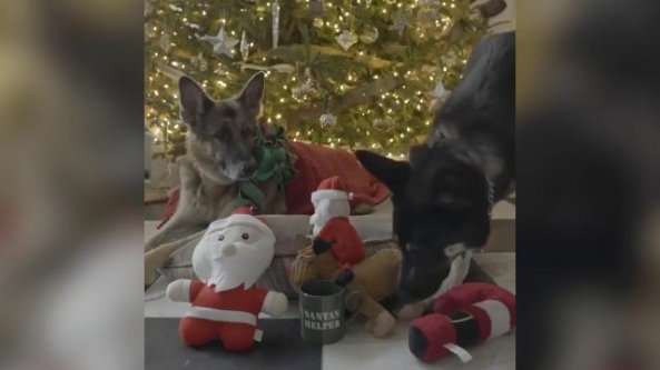 Biden fa gli auguri di Natale con un video dei suoi cani, Champ e Major