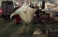 Palermo, una gigantesca manta trovata alla Cala