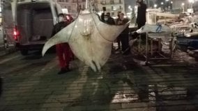 Palermo, una gigantesca manta trovata alla Cala