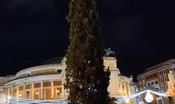 Un cipresso (anzi no) come albero per il Natale di Palermo