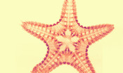 Nelle stelle marine le 