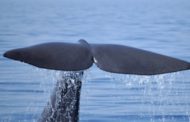 Taranto e il riscatto della natura, 14 capodogli in un giorno. I ricercatori: 