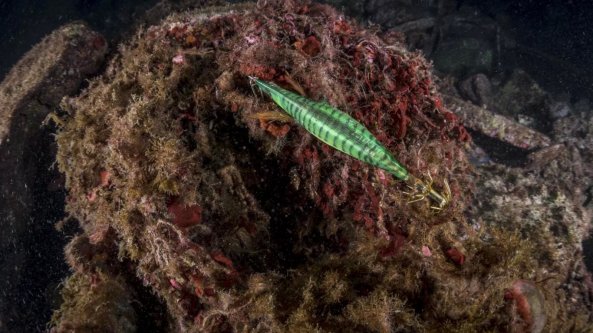 Sorrento, immersione tra i rifiuti: così la natura prova a ribellarsi