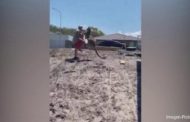 Tenta di allontanare un canguro dal giardino di casa: l'animale si infuria 