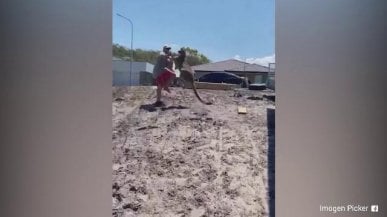 Tenta di allontanare un canguro dal giardino di casa: l'animale si infuria 