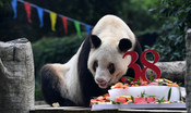 Addio a Xinxing, il panda in cattività più vecchio del mondo