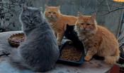 Salvare i gatti o gli uccelli? Il dilemma degli animalisti in Sardegna