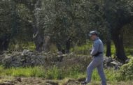 Xylella in vivaio di Canosa, l'appello di Italia Olivicola: 