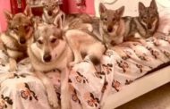 Anziana sbranata in casa dai cani, la figlia indagata per omicidio colposo