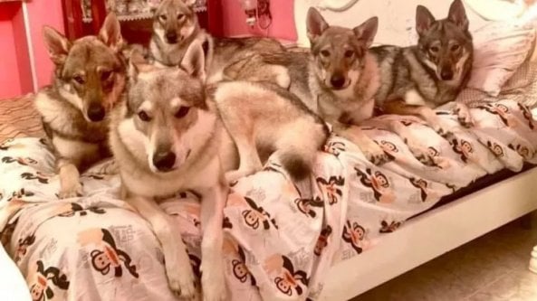 Anziana sbranata in casa dai cani, la figlia indagata per omicidio colposo