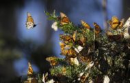 Piante aliene contro insetti, un brutto film