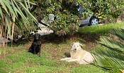 I cani di quartiere: così l'adozione collettiva salva i randagi