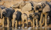 Namibia devastata dalla siccità mette all'asta 170 elefanti