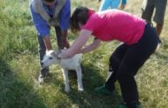 Il segreto per addestare un cane? Tante carezze