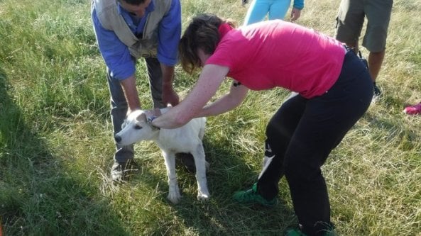 Il segreto per addestare un cane? Tante carezze
