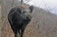 Cacciatore finisce nel burrone spinto dall'attacco di un cinghiale