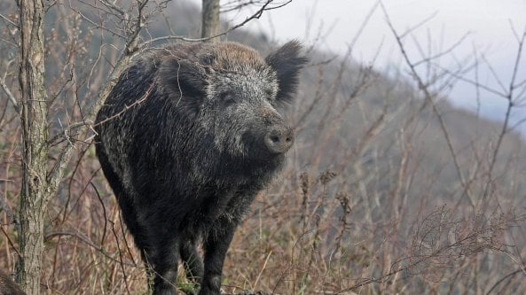 Cacciatore finisce nel burrone spinto dall'attacco di un cinghiale