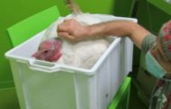Animalista e veterinari per curare Olgo, il tacchino con l'artrite   