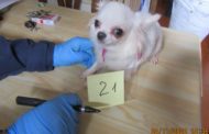 Viveva in un appartamento con oltre 30 chihuahua: malnutriti e in precarie condizioni igieniche