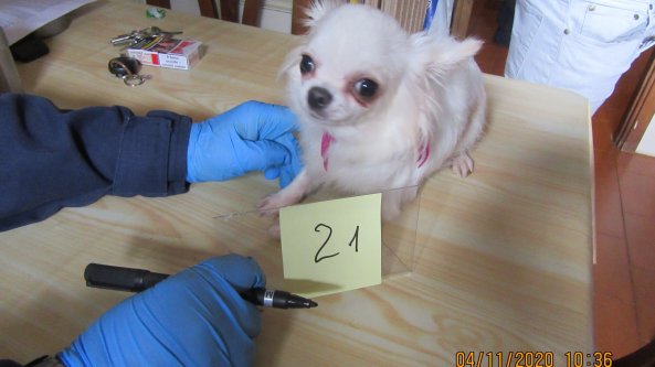 Viveva in un appartamento con oltre 30 chihuahua: malnutriti e in precarie condizioni igieniche