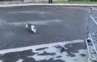 Il gatto di Downing Street 
