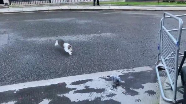 Il gatto di Downing Street 