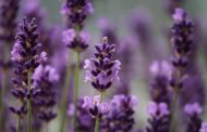 Proprietà e benefici della lavanda