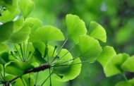 Ginkgo biloba, tutti gli effetti della pianta dell'eterna giovinezza