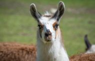 Covid, isolati promettenti mini anticorpi da un lama