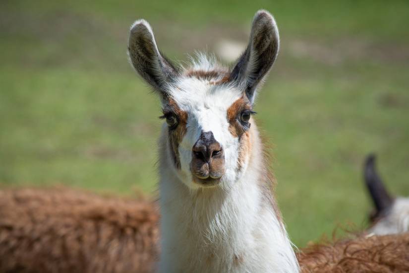 Covid, isolati promettenti mini anticorpi da un lama