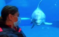 Acquario chiuso, lo staff: 