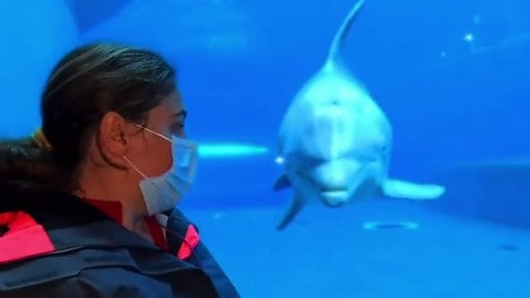 Acquario chiuso, lo staff: 