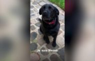 Per la campagna contro l'abbandono ecco Nemo, il cane del presidente Macron