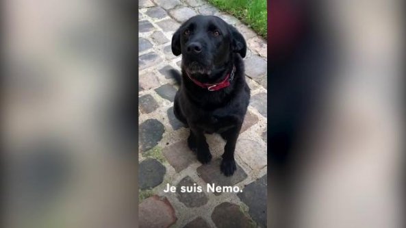 Per la campagna contro l'abbandono ecco Nemo, il cane del presidente Macron