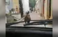 Rincorrono con l'auto un cinghiale nel cimitero: 