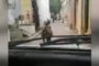 Ciclista fa cadere una bambina, il padre costretto a fare appello alla calma
