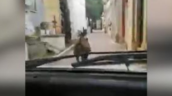 Rincorrono con l'auto un cinghiale nel cimitero: 