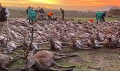 Cacciatori spagnoli uccidono 540 animali in Portogallo, tensione tra i due Paesi