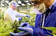Nasce il colosso della cannabis legale: Aphria e Tilray insieme valgono 4 miliardi