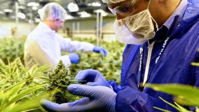 Nasce il colosso della cannabis legale: Aphria e Tilray insieme valgono 4 miliardi