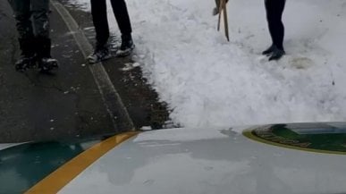L'istrice rischia il congelamento: l'arrivo dei soccorsi