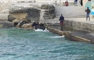 Salento, cavallo scivola in mare i pescatori a nuoto e con le barche lo aiutano e lo riportano a riva