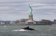 Stati Uniti, balena avvistata a New York davanti alla Statua della Libertà