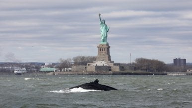 Stati Uniti, balena avvistata a New York davanti alla Statua della Libertà