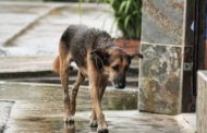 Siracusa, abbandona un cane ma viene 